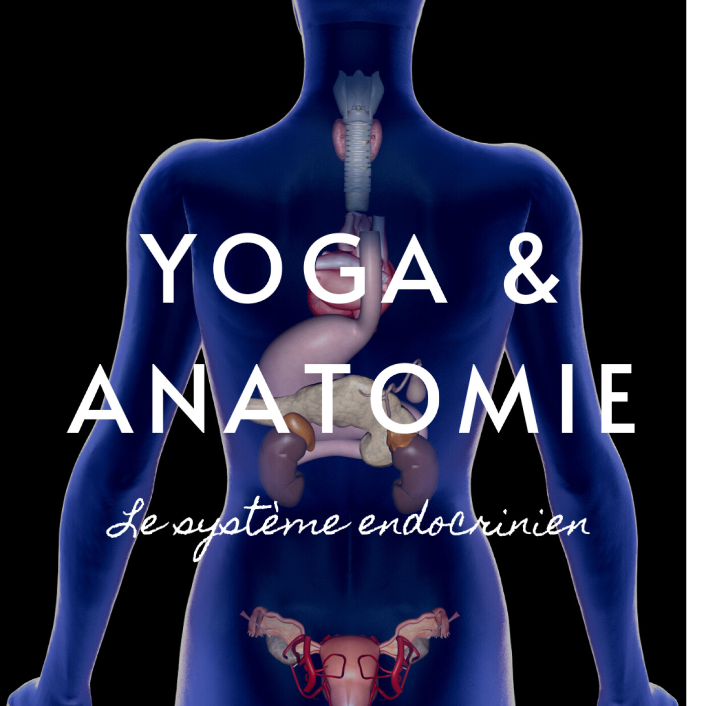 YOGA ET ANATOMIE | LE SYSTÈME ENDOCRINIEN | 10MIN POUR COMPRENDRE LE CORPS HUMAIN