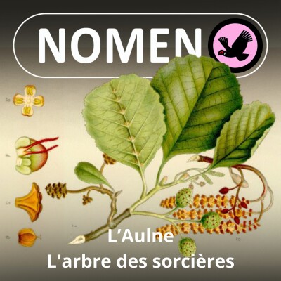 S01E69 L'Aulne : L'arbre des sorcières, des druides, des castors... et de Jules Verne ! cover