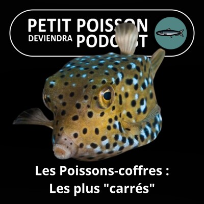 S02E27 Les Poissons-coffres ou -boîtes : Un hydrodynamisme qui a inspiré... Mercedes ! (Tétraodontiformes 7/7) cover