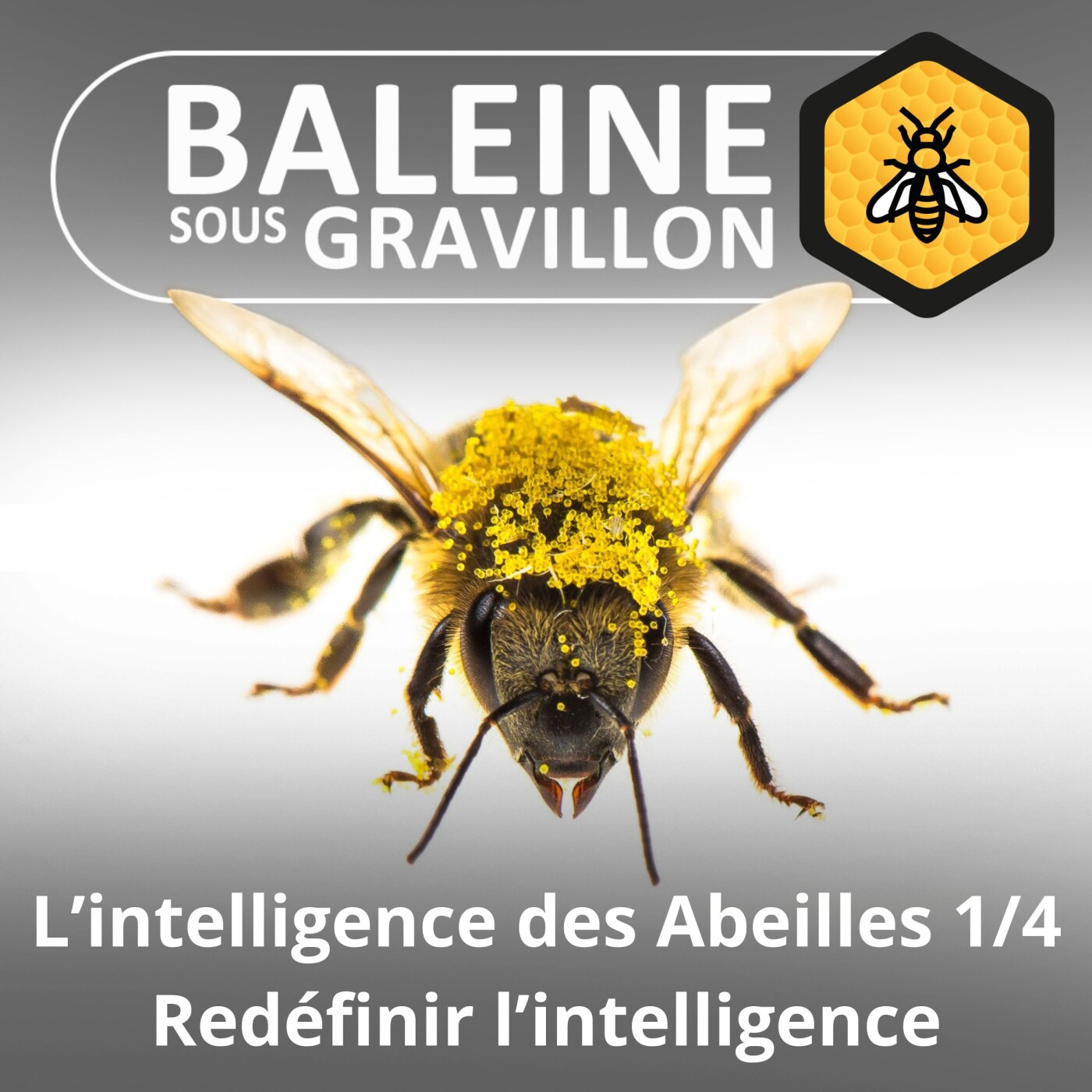S02E113 L'intelligence des Abeilles 1/4 : Redéfinir l'intelligence animale (Aurore Avarguès-Weber) episode artwork