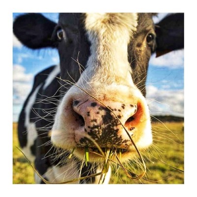 L'amour est dans le pré cover