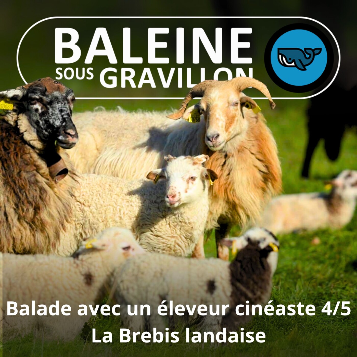 S07E08 Balade avec un éleveur-cinéaste 4/5 : Mouton ou chèvre ? Grazer ou browser ? (Rémi Dupouy)