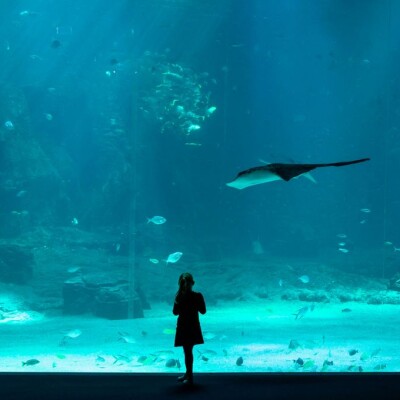 Entre requins et intrigues : votre dose d’adrénaline hebdo avec Léa ! cover