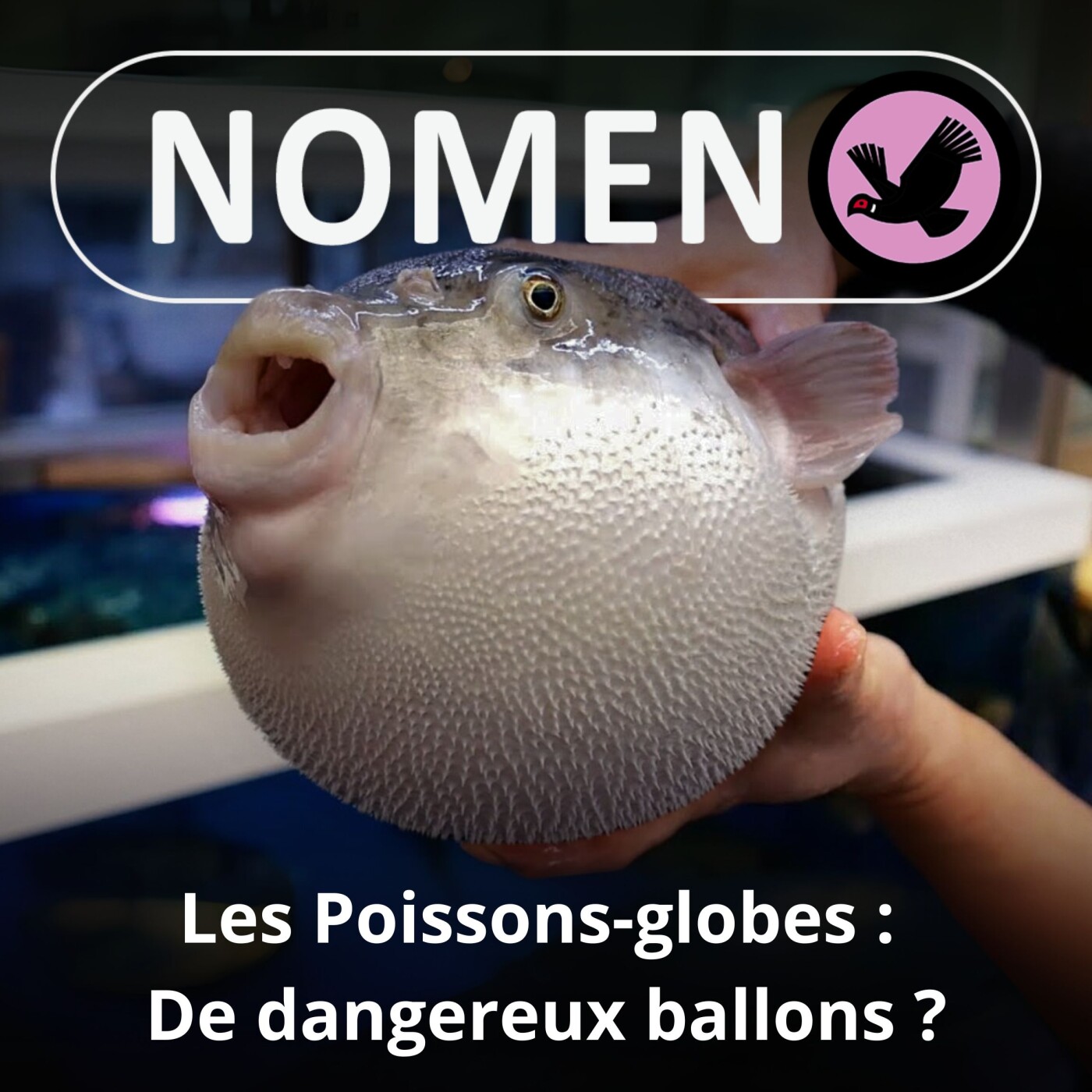 S05E27 Les Poissons-globes : Placides mais gonflables