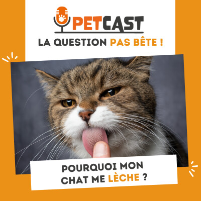 Pourquoi mon chat me lèche ? cover