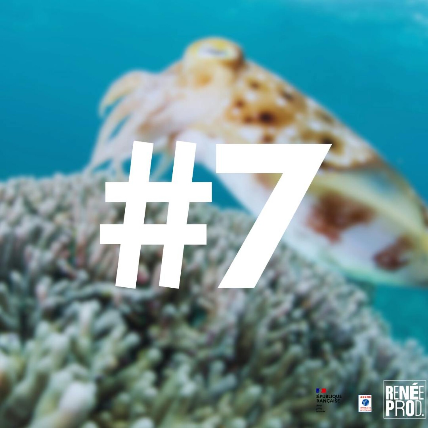 Plongeon avec les seiches