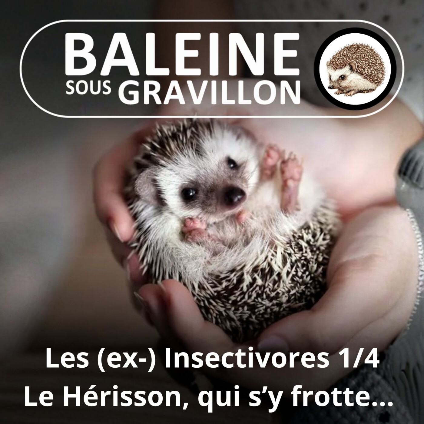 S03E36 Les (ex-) "Insectivores" 1/4 : Le Hérisson ne manque pas de piquant... il en a 7000 ! (Hélène Dupuy) episode artwork