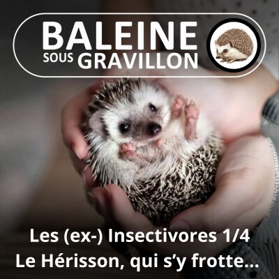 S03E36 Les (ex-) "Insectivores" 1/4 : Le Hérisson ne manque pas de piquant... il en a 7000 ! (Hélène Dupuy) cover