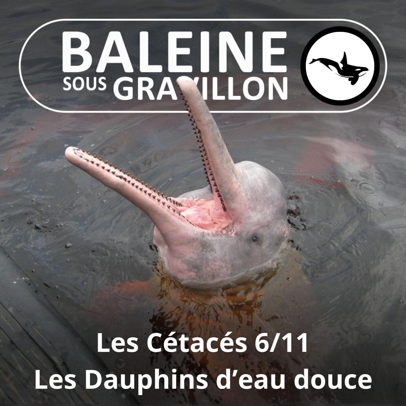 S03E63 Les Cétacés 6 : Boto, Plataniste, Sousouc... les Dauphins d'eau douce episode artwork