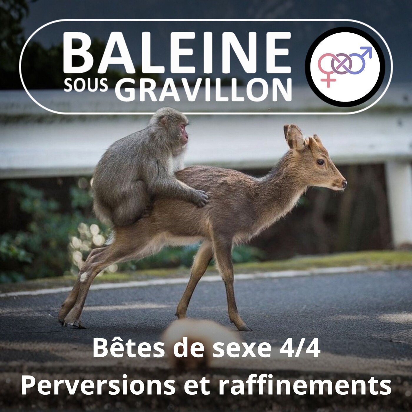 S02E85 Bêtes de sexe 4/4 : Perversions et raffinements (Matthieu Keller)