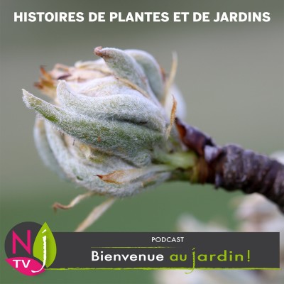 PETITE ET GRANDE HISTOIRE: RÉVEIL DES PLANTES AU PRINTEMPS, POURQUOI, COMMENT ? cover