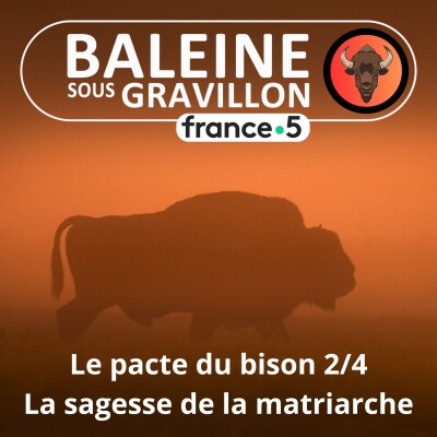S07E33 Le Pacte du bison 2/4 : Sous l'autorité de la matriarche (Thierry Robert) cover