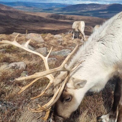 #7 Les Cairngorms d'Ecosse (ou comment l'Ecosse peut être à la fois effrayante et réconfortante) cover
