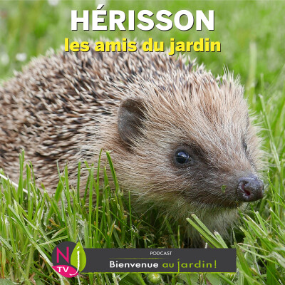 #82: LES AMIS DU JARDIN : HÉRISSON cover