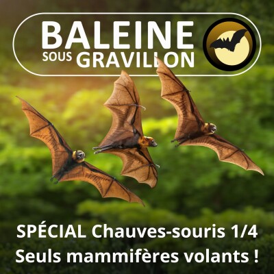 SPÉCIAL Chauves-souris 1/4 : Reine de la nuit (François Moutou) cover