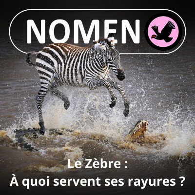 S02E33 Le Zèbre : À quoi servent ses rayures ? cover