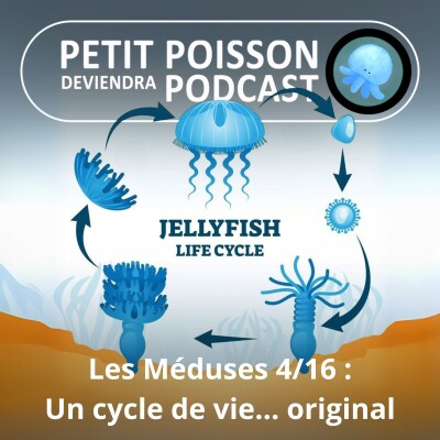 S04E04 Méduses 4/16 : Leur étonnant cycle de vie, de la planule à "Virginie" l'éphyrule... cover