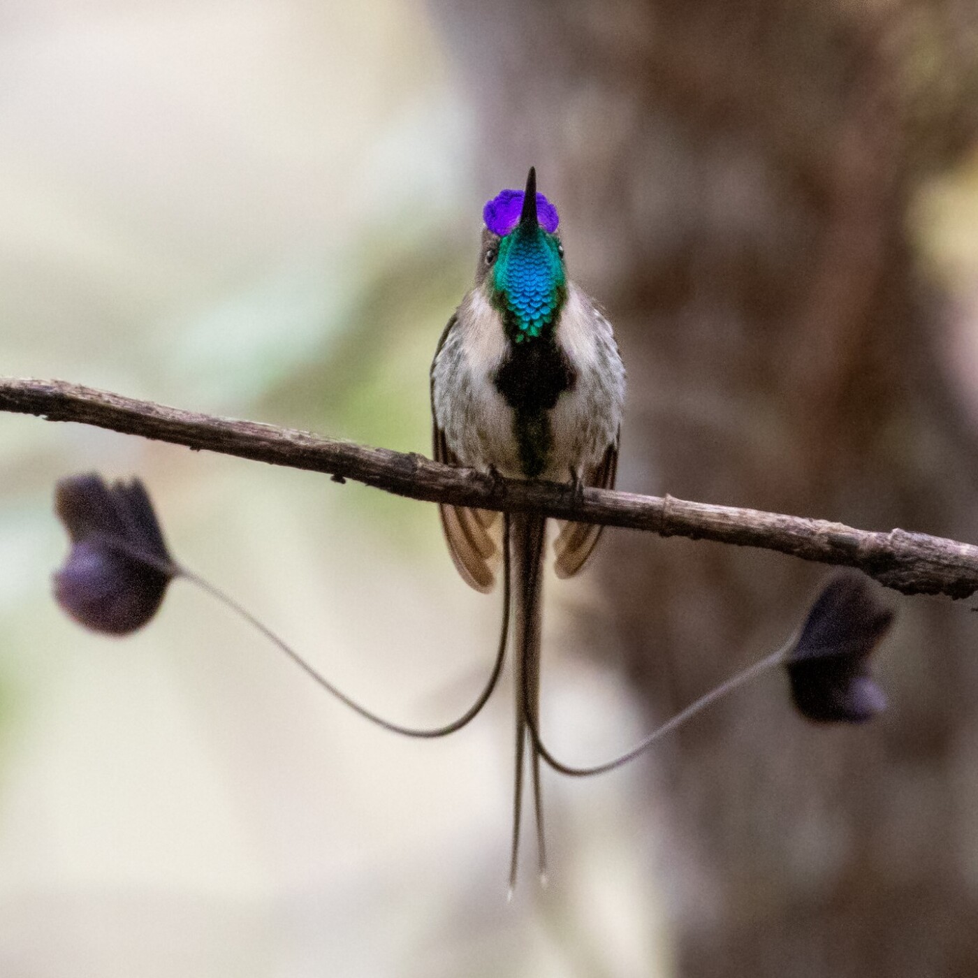 S03E39 Replanter la forêt en Équateur 3/4 : Le Colibri merveilleux (Sahira Ochoa, Planète Urgence)