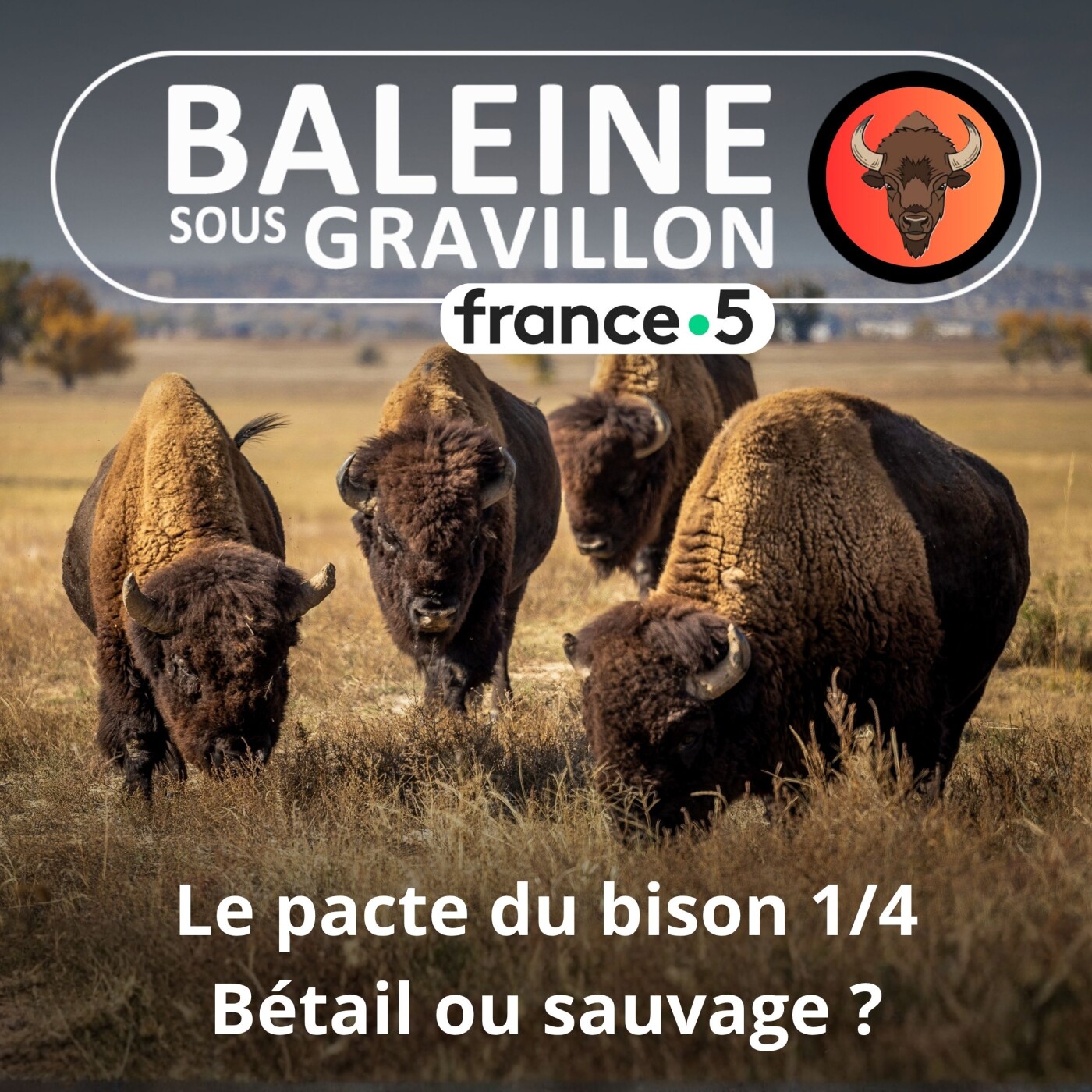 S07E34 Le Pacte du bison 3/4 : Bétail ou espèce sauvage ? (Thierry Robert)