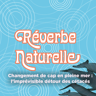 Changement de cap en pleine mer : l'imprévisible détour des cétacés cover