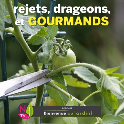 PAROLES D'EXPERTS: REJETS, DRAGEONS, STOLONS, GOURMANDS, KEIKIS… cover