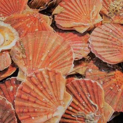 Une brosse... grâce à des coquilles Saint-Jacques ! cover