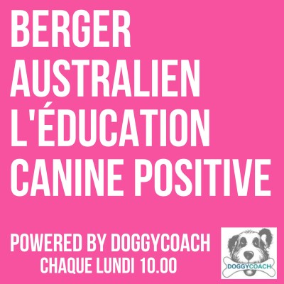 Faut-il laisser des jouets d'occupation la nuit ? S01E18 éducation canine berger australien cover