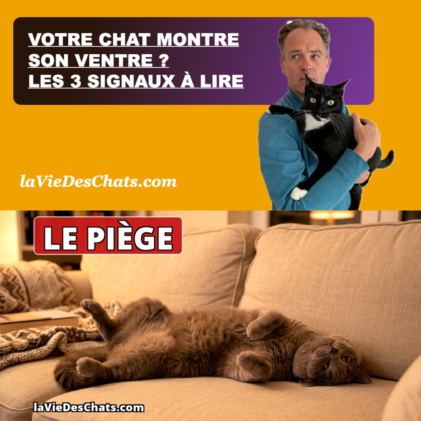 VOTRE CHAT MONTRE SON VENTRE ? LES 3 SIGNAUX À LIRE AVANT DE LE TOUCHER