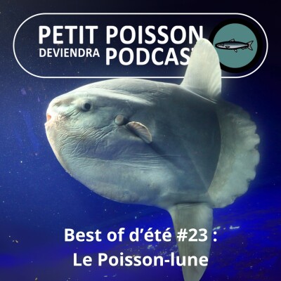 S02E23 Le Poisson-lune (Molidés), un géant qui commence sa vie en forme d'étoile (Tétraodontiformes 3/7) cover