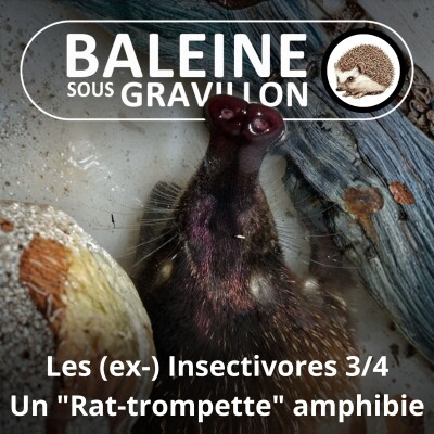 S03E38 Les (ex-) "Insectivores" 3/4 : le Desman des Pyrénées, un "rat-trompette" amphibie (Hélène Dupuy) cover
