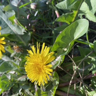 マーガレットの花の香りがするワイン cover