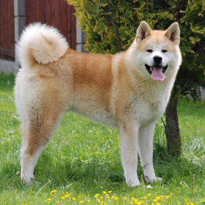 015 - L'Akita Inu cover