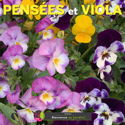 LE DOSSIER: PENSÉES ET VIOLA, FLEURS VEDETTES DE L’HIVER cover