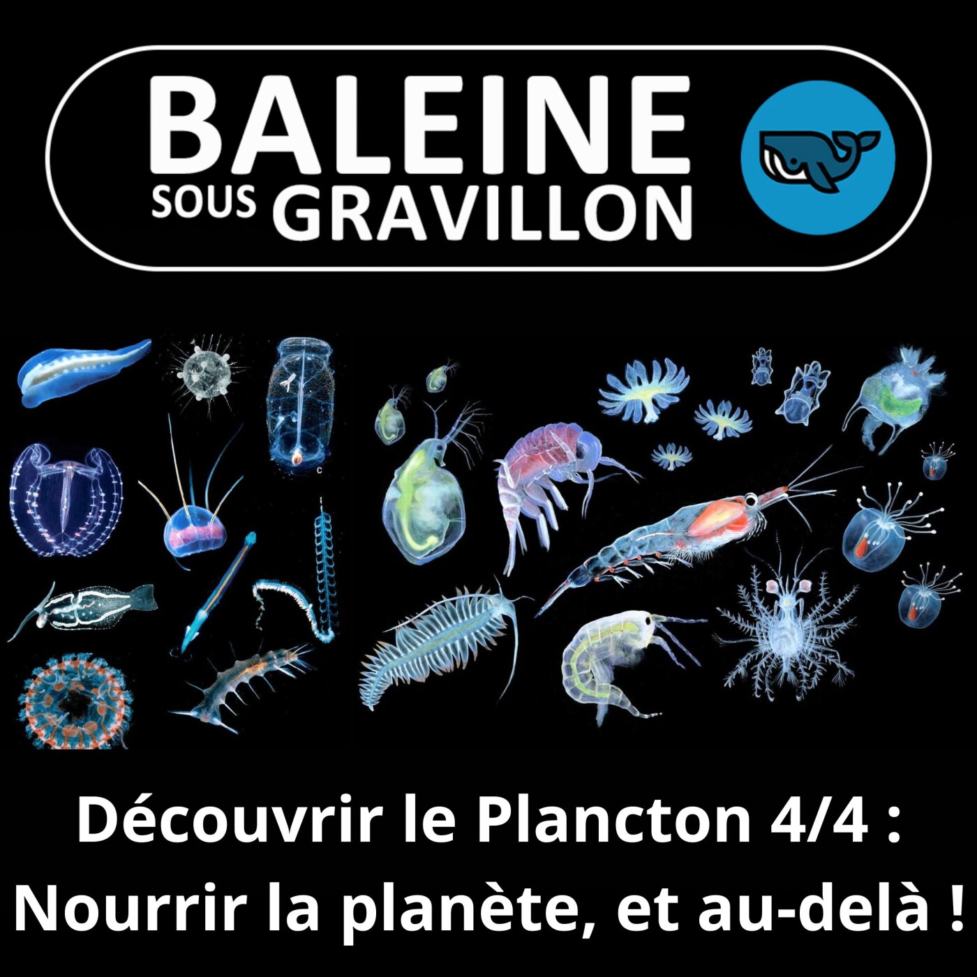 Baleine sous Gravillon