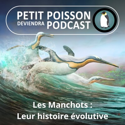 S05E12 Les Manchots : Prendre son envol dans l'eau, ou l'histoire évolutive des manchots (Mathilde Chevallay) cover