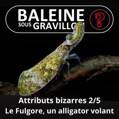 S07E93 Vous avez dit bizarre ? Attributs 2/5 : Le Fulgore porte-lanterne, un insecte déguisé... en alligator cover