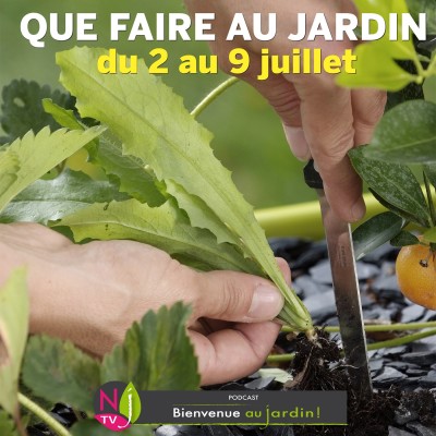 QUE FAIRE DANS LE JARDIN DU 2 AU 9 JUILLET ? cover