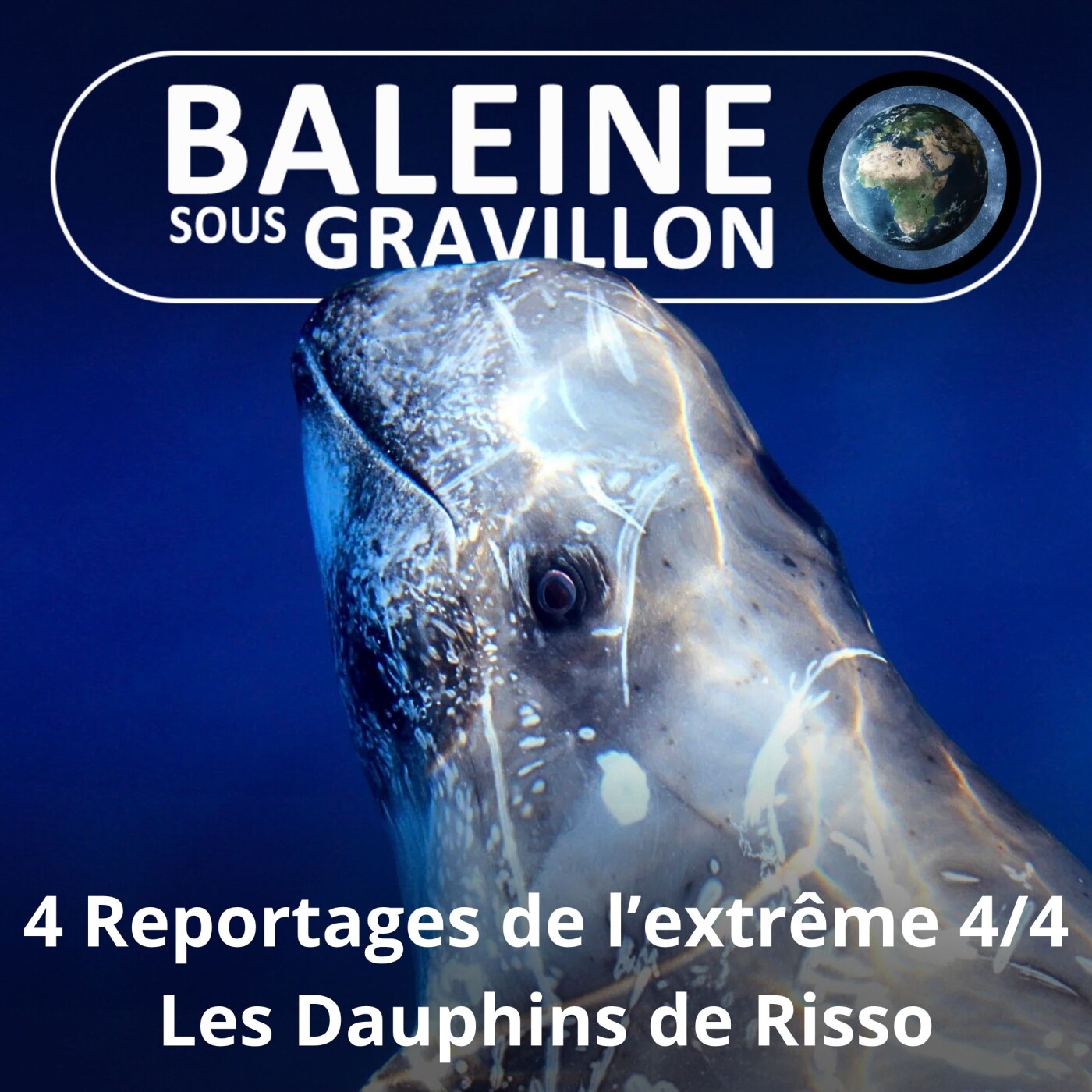 S03E57 Reportages de l'extrême 4/4 : Les Dauphins de Risso (Olivier Gasselin) episode artwork