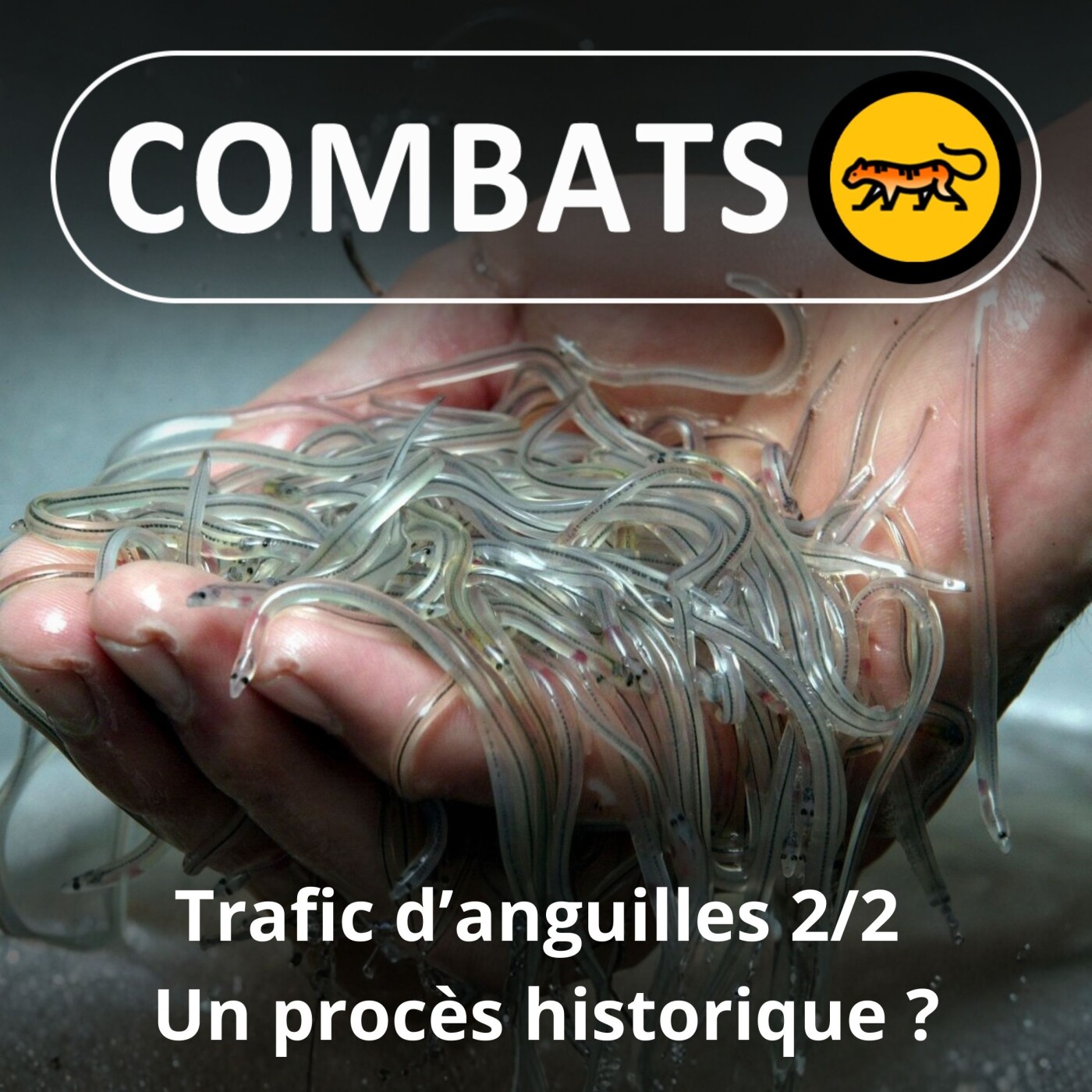 S05E51 : Trafic de civelles (anguilles) 2/2 : Un procès historique ?