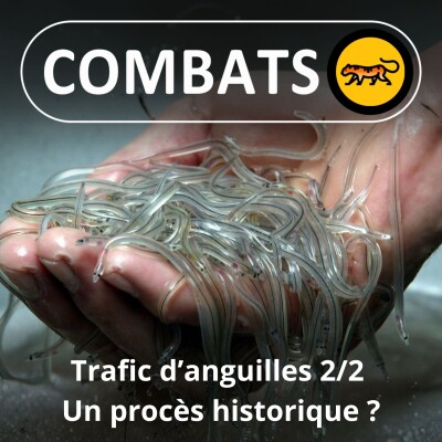S05E51 : Trafic de civelles (anguilles) 2/2 : Un procès historique ? cover