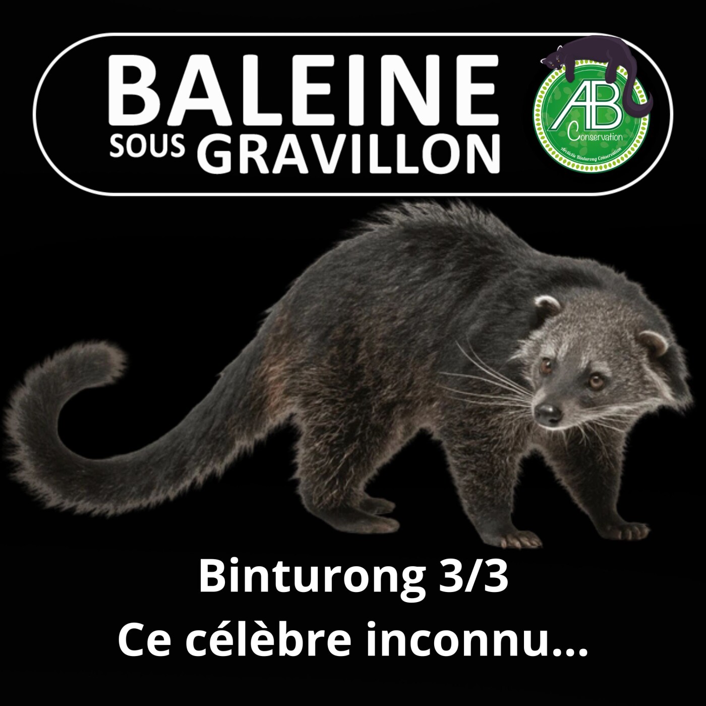 Baleine sous Gravillon