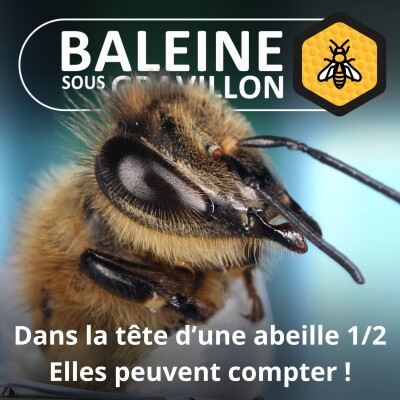 Dans le cerveau d'une abeille 1/2 : Seul on va plus vite, ensemble elles vont plus loin ! (Martin Giurfa) cover