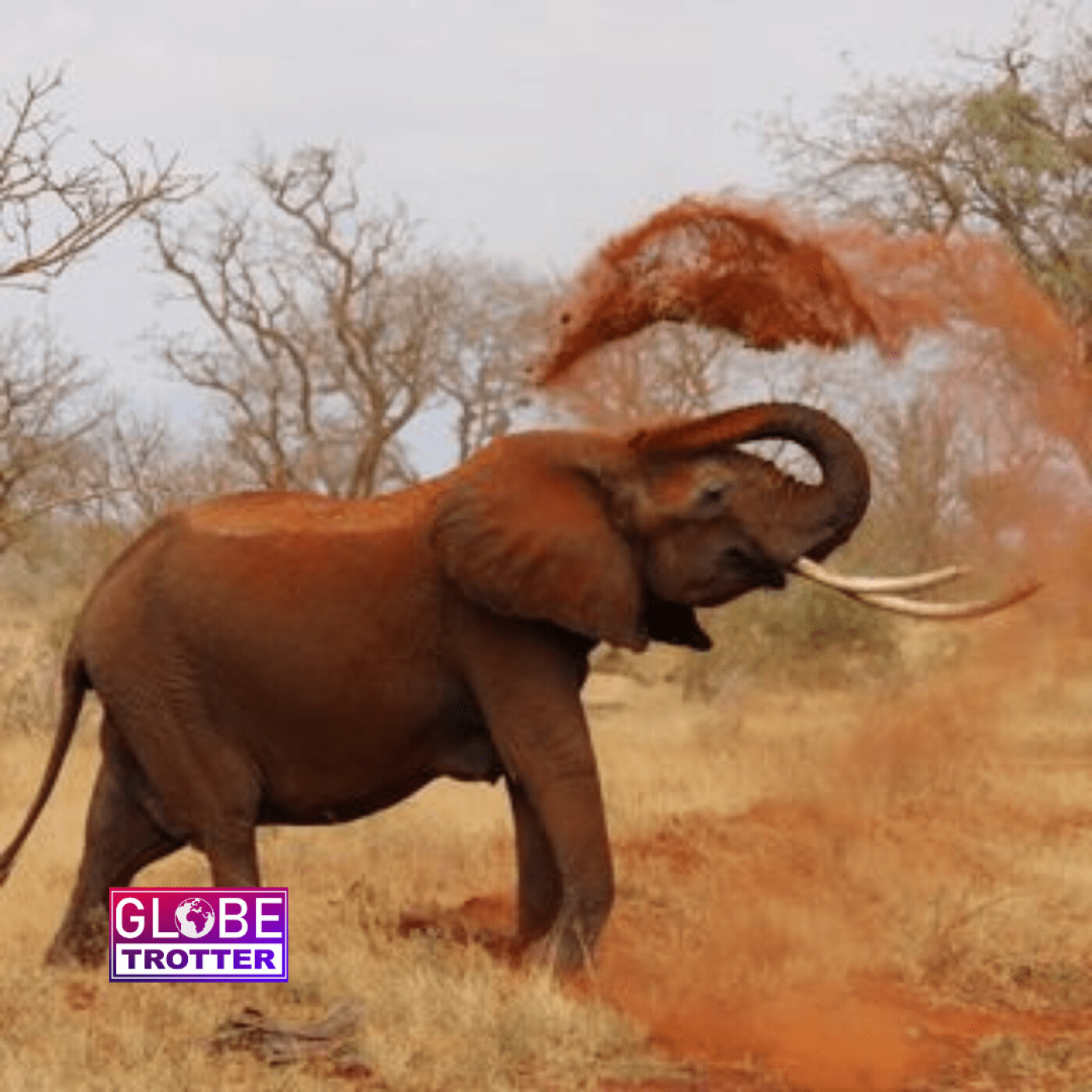 169 - Sauvons les éléphant d'Asie avec Orianne et Elodie - AVRIL 2022 - Stereochic Radio-Expats