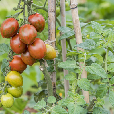 Les bons gestes pour des tomates cerises généreuses ! cover