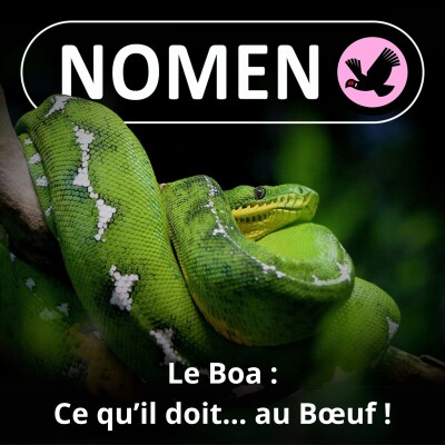 S03E33 Ce que le Boa doit... au Bœuf ! cover