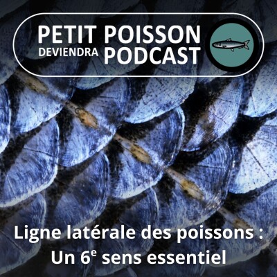 S02E34 La Ligne latérale des poissons : un 6e sens essentiel ! cover