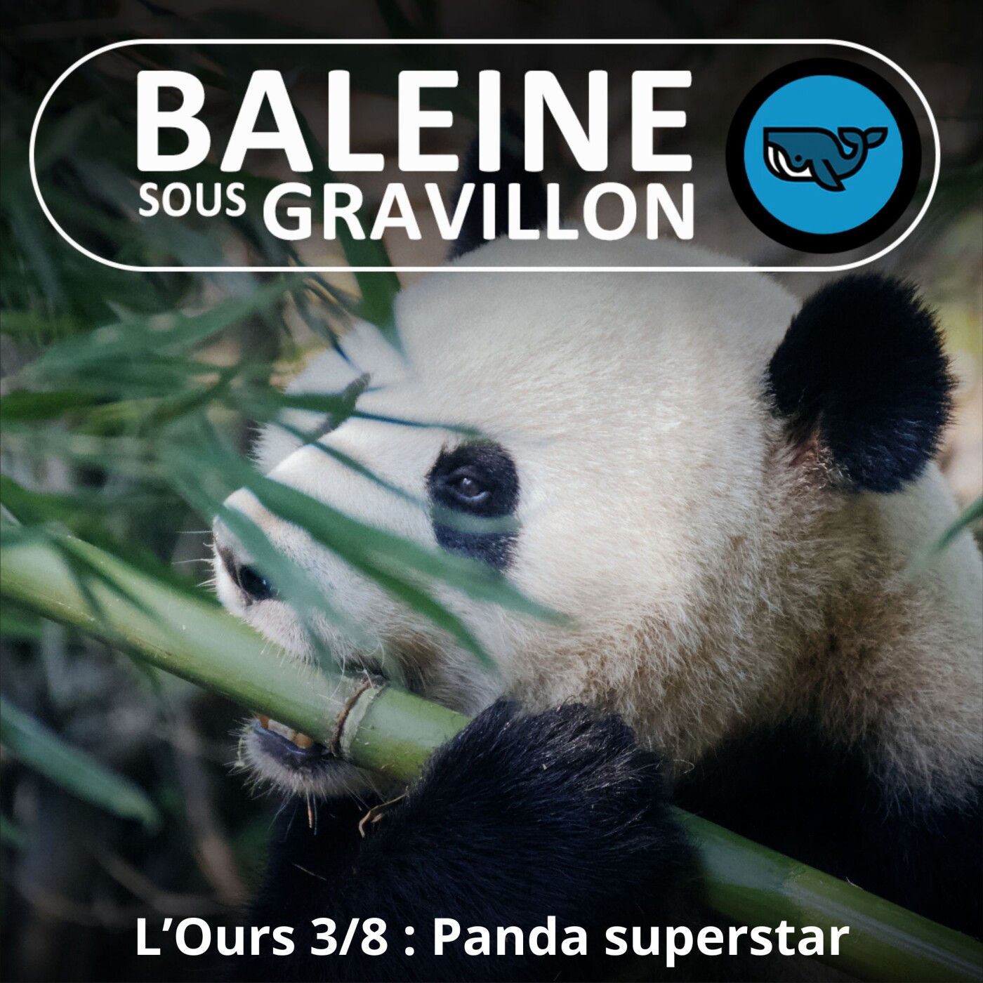 Baleine sous Gravillon
