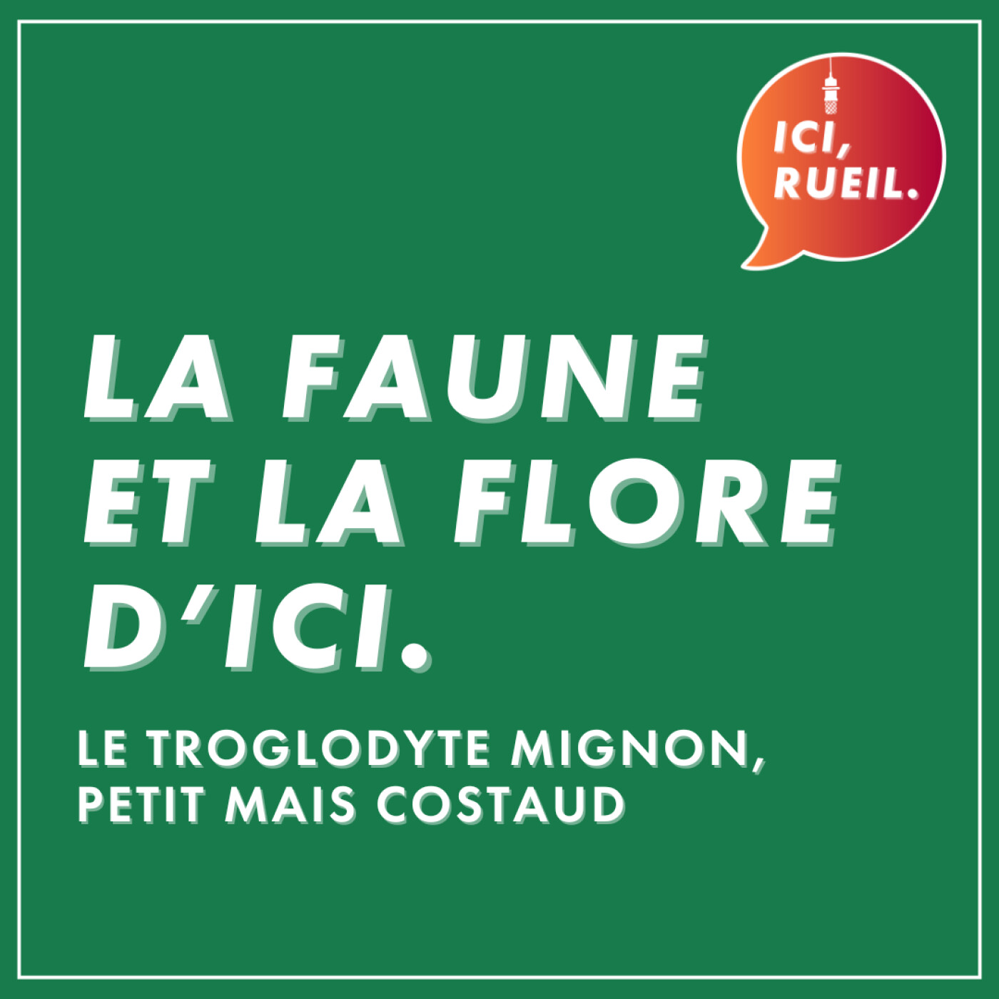 La Faune et la Flore d’Ici : Le troglodyte mignon, petit mais costaud