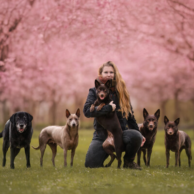 56. Kelpie : le regard d’une éleveuse sur cette race hors du commun cover