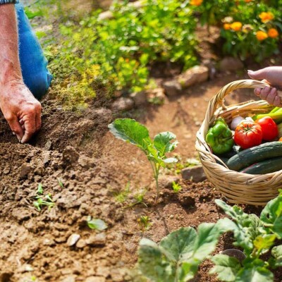 C'est le moment de planter ! cover